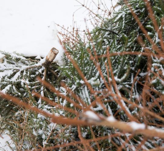Kitą savaitę – laikas nupuošti eglutes. Kaip rūšiuoti šventines atliekas?