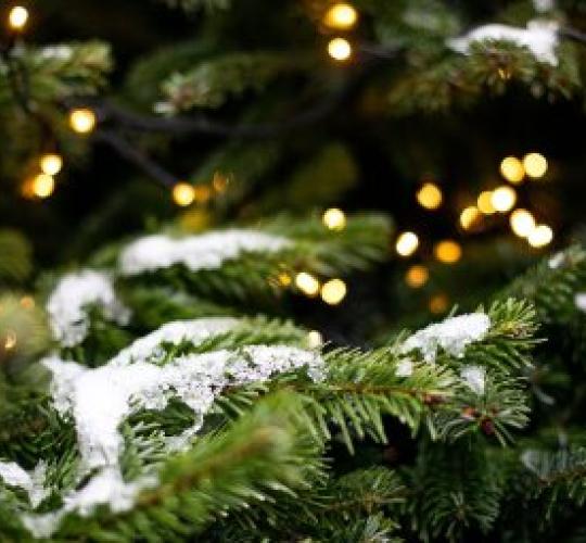 Eglučių surinkimo iniciatyva