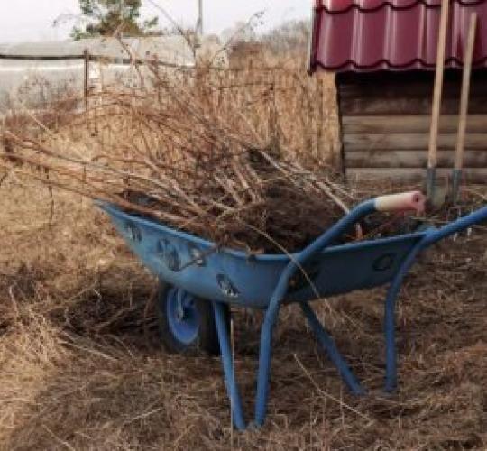 Aplinkosaugininkų rekomendacijos: kaip atsakingai tvarkyti pernykščius lapus ir nugenėtas šakas 2025-03-05