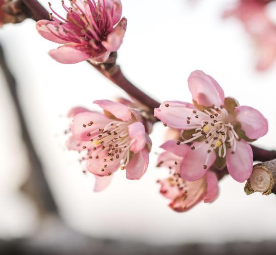 ŠRATC kviečia į pavasarišką renginį apie tvarumą botanikos sode