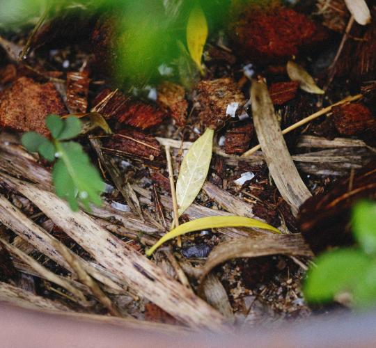 Kaip tinkamai tvarkyti žaliąsias atliekas?