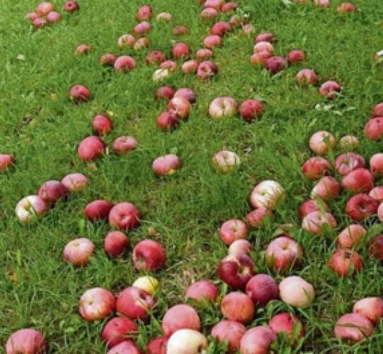 Sodo vaisiams mišriuose komunalinių atliekų konteineriuose ne vieta
